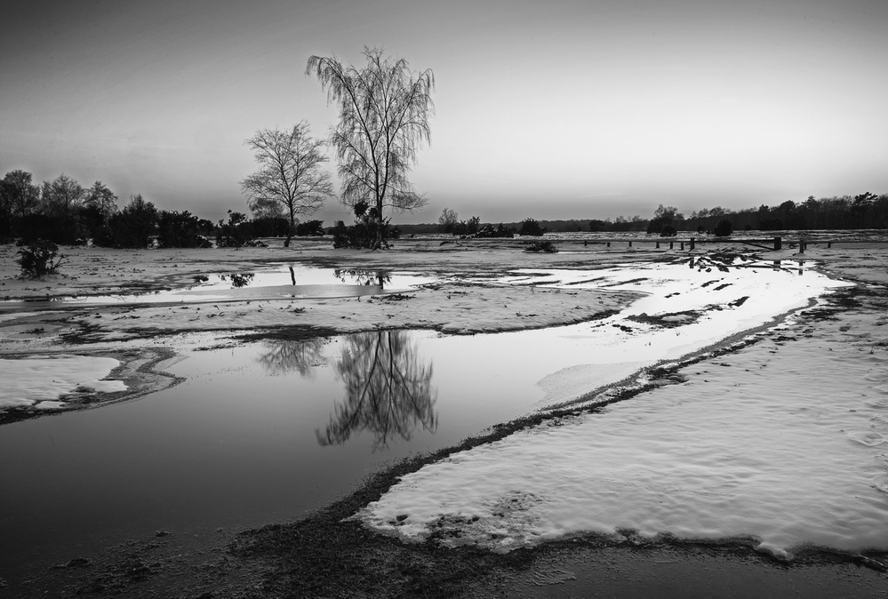Monochrome Winter Evening,  Pipers Wait,  New Forest